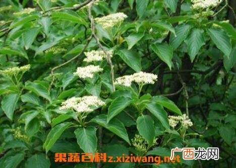 灯台树皮的功效与作用