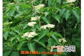 灯台树皮的功效与作用