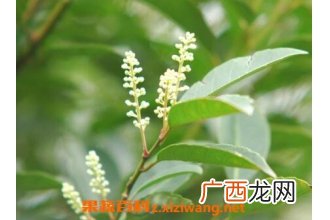 老鼠刺树的药用价值