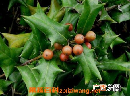 老鼠刺树的药用价值