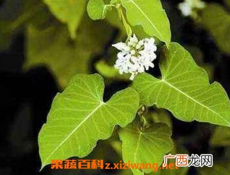 中药隔山消的副作用与功效