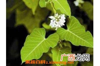 中药隔山消的副作用与功效