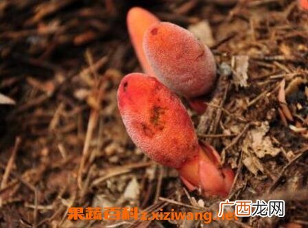 葛菌的功效与作用