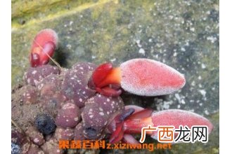 葛菌的功效与作用