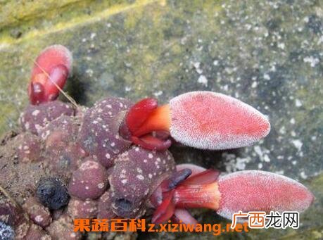 葛菌的功效与作用