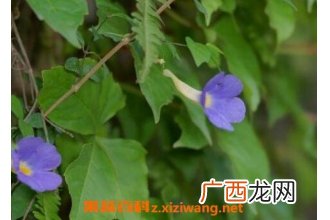 中药老鸦嘴的功效与作用