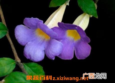 中药老鸦嘴的功效与作用
