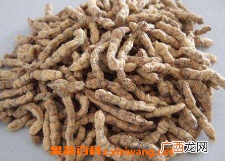 凉山虫草的药用价值与功效