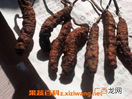 凉山虫草的药用价值与功效