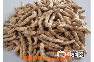 凉山虫草的药用价值与功效