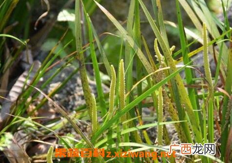 中药金钱蒲的功效与作用及用法