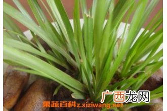 中药金钱蒲的功效与作用及用法