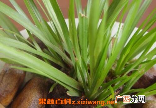 中药金钱蒲的功效与作用及用法