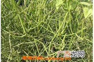 龙角草的功效与作用及形态特征