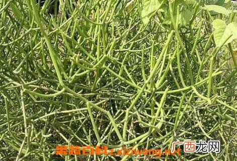 龙角草的功效与作用及形态特征