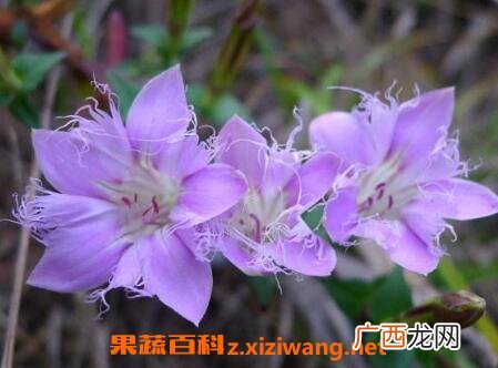 中药红花龙胆的功效与作用 红花龙胆的药用价值