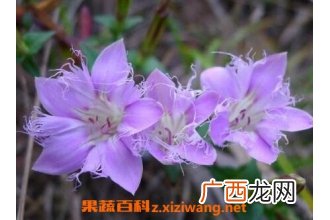 中药红花龙胆的功效与作用 红花龙胆的药用价值
