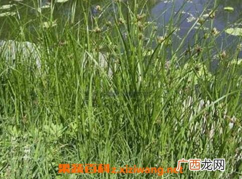 龙角草的功效与作用及形态特征