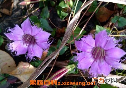 中药红花龙胆的功效与作用 红花龙胆的药用价值
