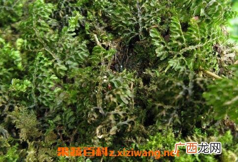 独蕨蕨的功效与常见用法