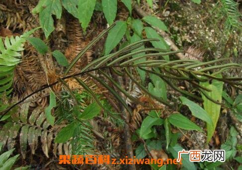 独蕨蕨的功效与常见用法