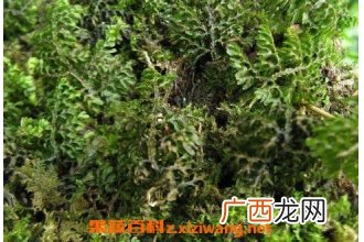 独蕨蕨的功效与常见用法