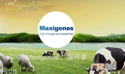 蓝胖子奶粉和德运奶粉哪个好?
