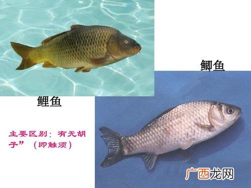 中国的五大名鱼 中国四大水产鱼