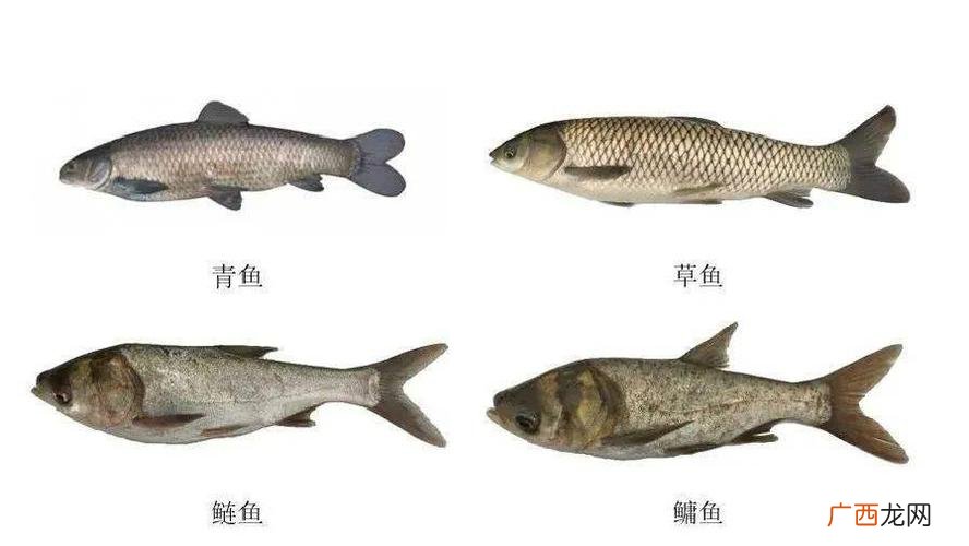 中国的五大名鱼 中国四大水产鱼