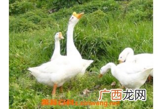 鹅苦胆的功效与作用