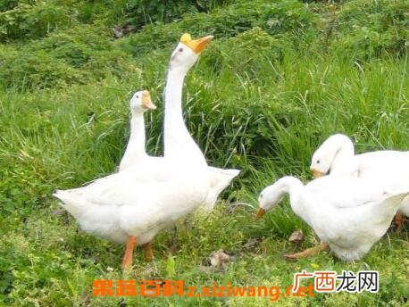鹅苦胆的功效与作用