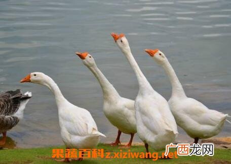 鹅苦胆的功效与作用