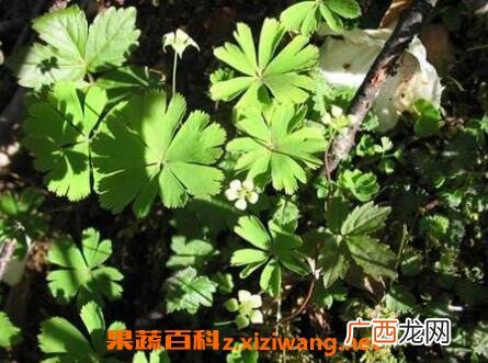 大独叶草的功效与副作用