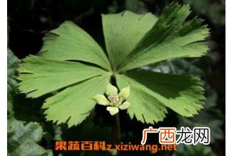 大独叶草的功效与副作用
