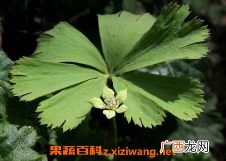 大独叶草的功效与副作用