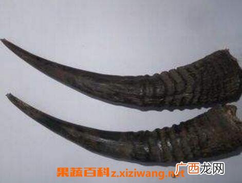 羊角的药用价值与副作用