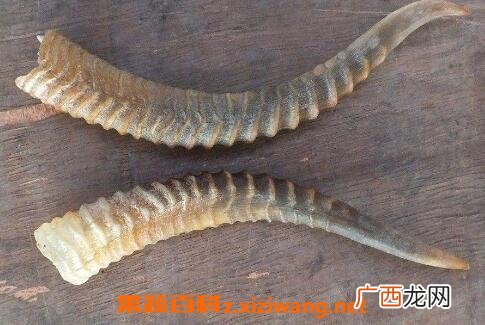 羊角的药用价值与副作用