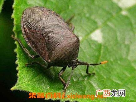 九香虫的功效与药用价值