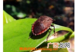 九香虫的功效与药用价值