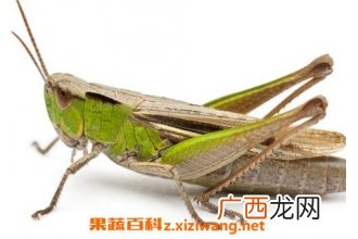 蝗虫的作用与功效及药用价值