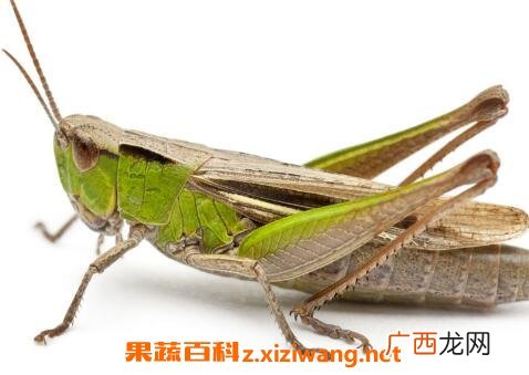 蝗虫的作用与功效及药用价值
