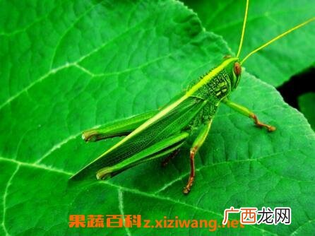 蝗虫的作用与功效及药用价值