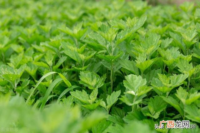 南阳艾草种植基地 全国最大的艾草批发市场