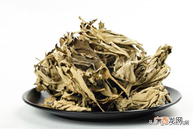 南阳艾草种植基地 全国最大的艾草批发市场