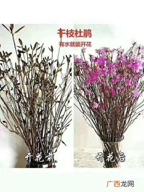 云南花卉公司排名 云南花卉 金
