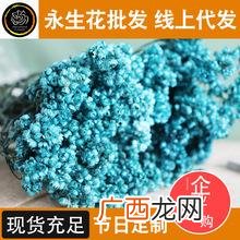 云南花卉公司排名 云南花卉 金
