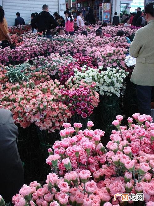 云南花卉公司排名 云南花卉 金