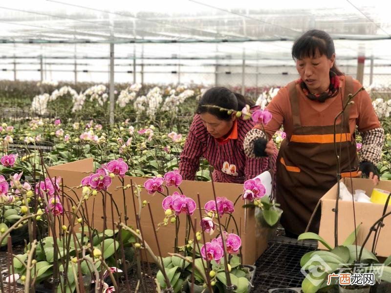 花卉运输的物流怎么做 云南花卉运输