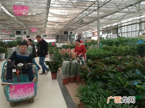 郑州花卉市场租金 郑州租赁花卉