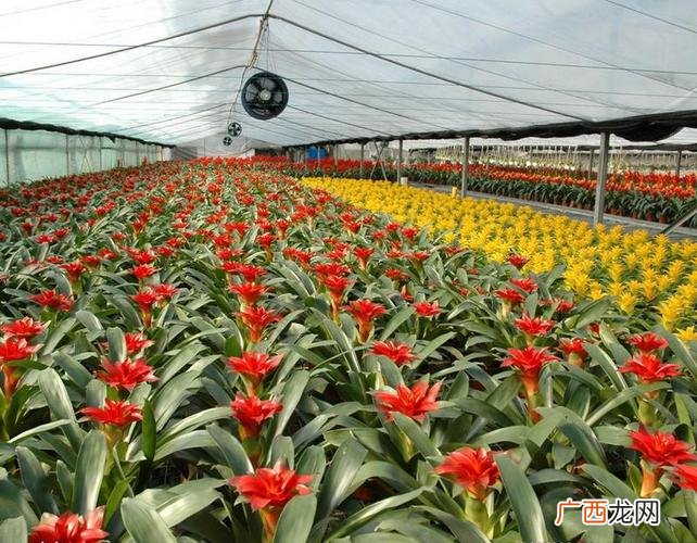 郑州花卉市场租金 郑州租赁花卉